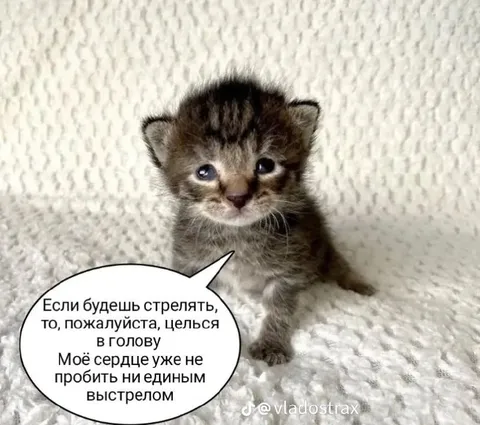 Котёнок с разбитым сердцем