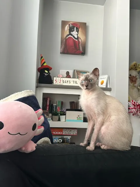 Cat Counting Down to Something