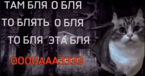 Кот в лесу матерится