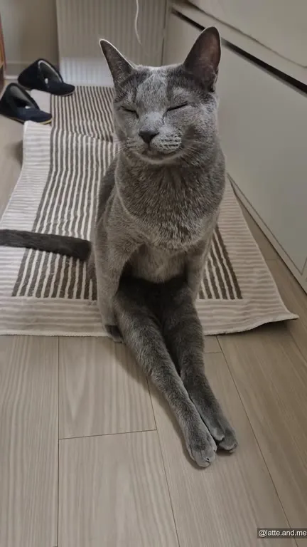 Кот ждёт поглаживания