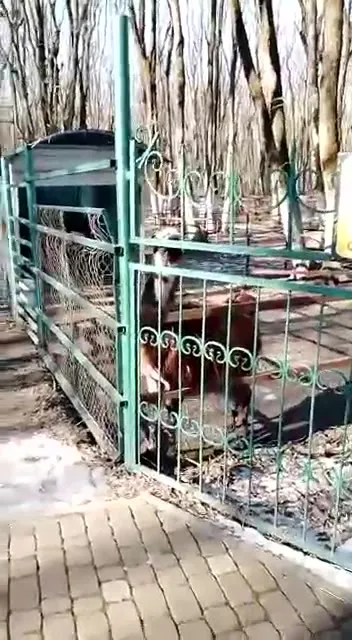 Странная птица в вольере