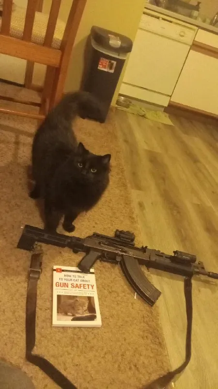 Cat Learns Gun Safety