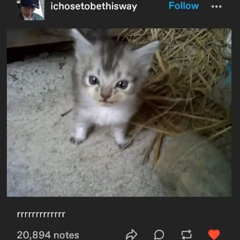 Tiny Kitten Says Rrrrr