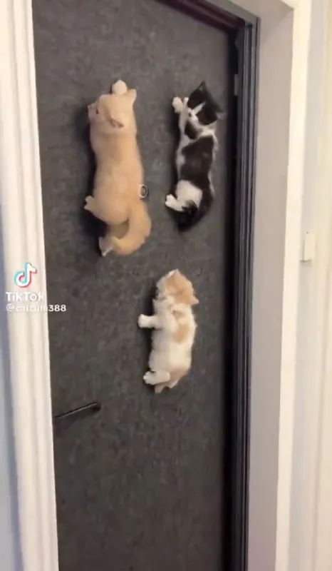 Кошки ползут по двери