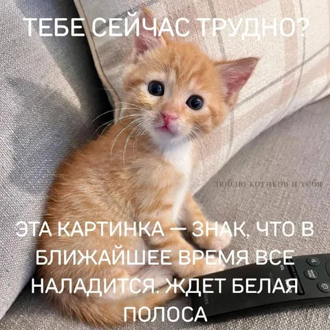Рыжий котик обещает белую полосу