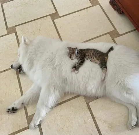 Котёнок на большой собаке