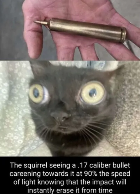 Black Cat Sees Bullet