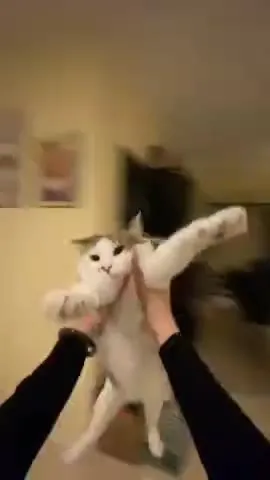 Кота крутят под грустную песню