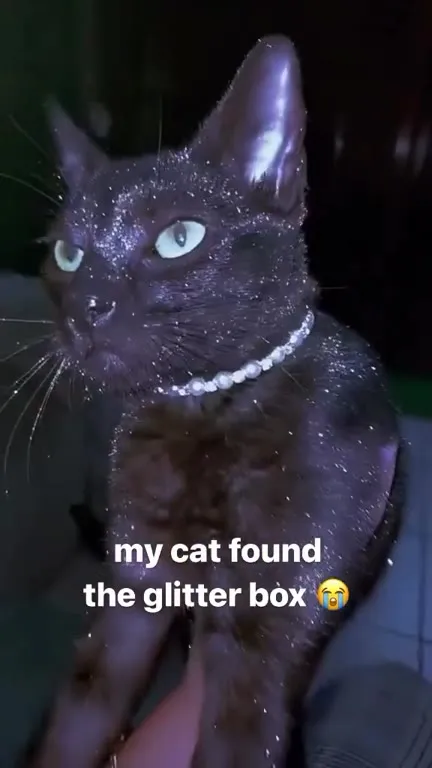 Cat Finds the Glitter Box