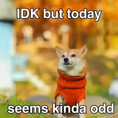 Shiba Inu Has a Good Day