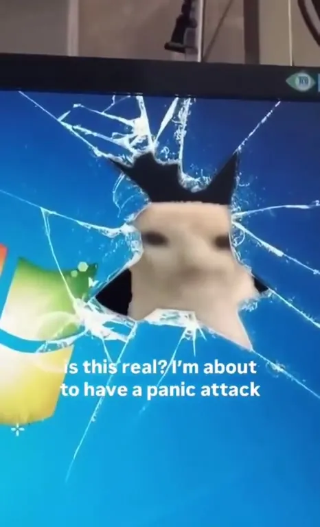 Cat Breaks Through Windows XP