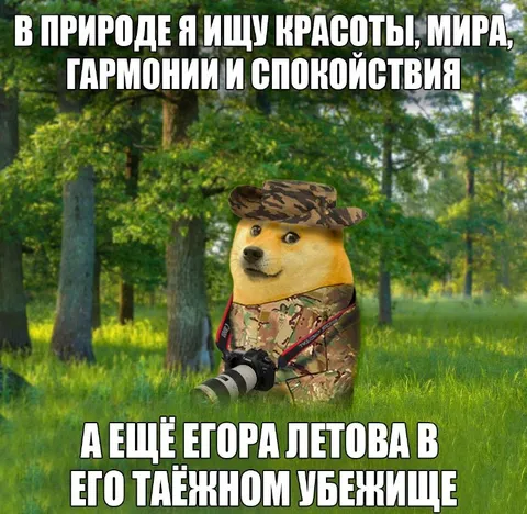 Дог-фотограф ищет гармонию