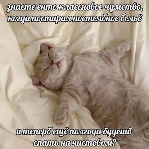 Кот спит на чистом белье