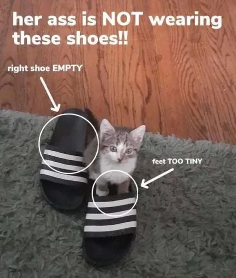 Kitten Wearing Tiny Slides