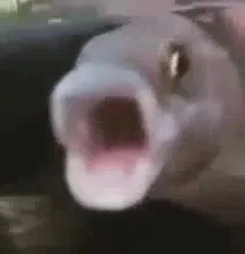 Лошадь кричит в камеру