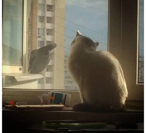 Кот и ворона за окном