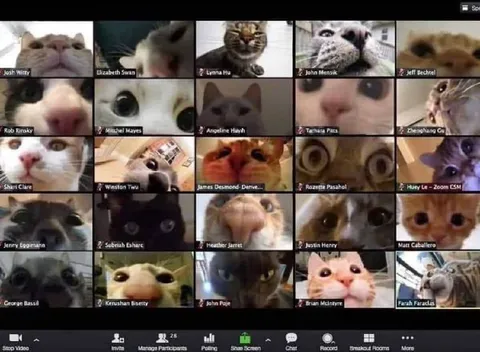 Кошачая конференция в Zoom