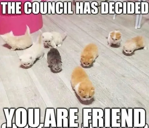 The Council Has Decided You Are Friend