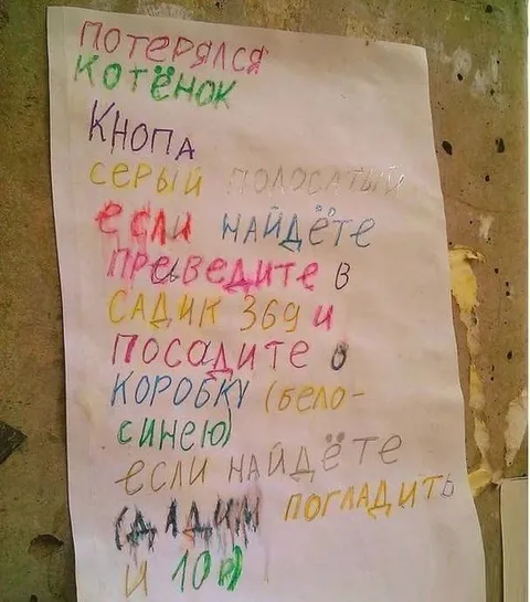 Объявление о котёнке Кнопе