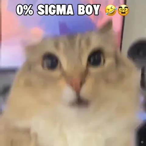 Коты становятся Sigma Boy