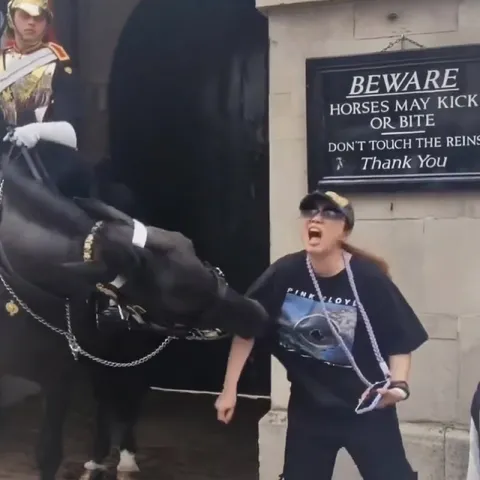 Horse Kicks Tourist