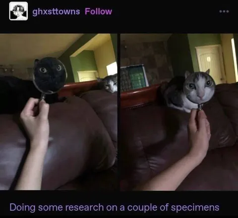 Researching Two Cat Specimens