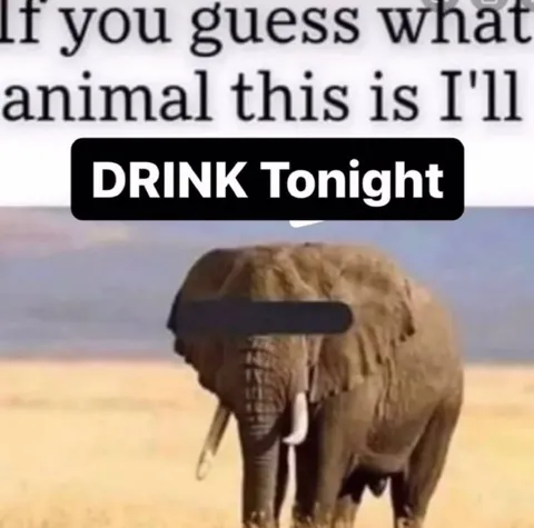 Guess the Animal, I’ll Drink Tonight