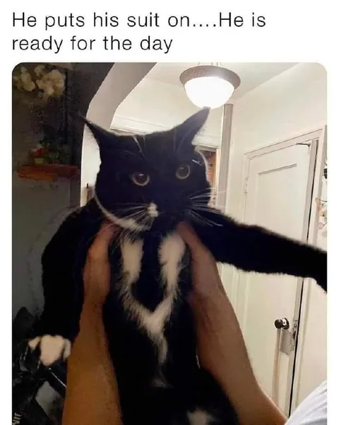 Cat Puts on His Suit
