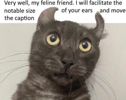 Wide-Eyed Cat Moves Caption