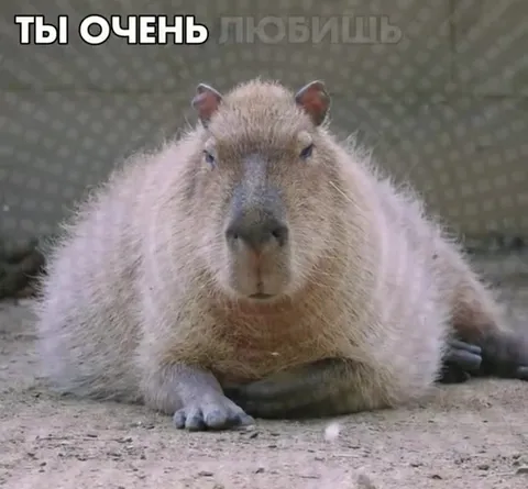Ты очень любишь меня