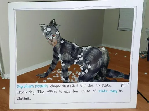 Cat Covered in Styrofoam Peanuts
