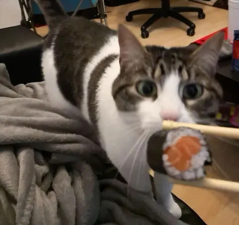 Кот тянется к суши
