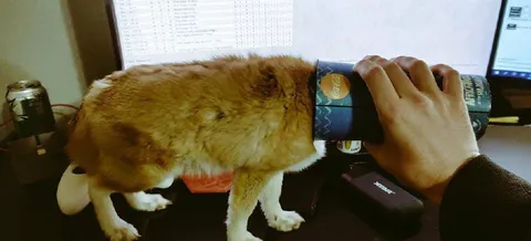 Кот пьёт из банки
