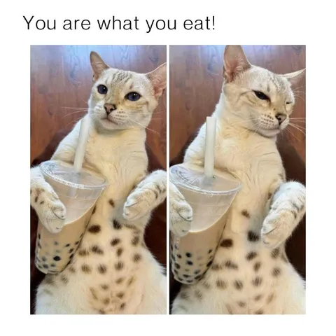You Are What You Eat Cat