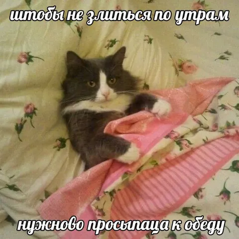 Кот просыпается к обеду