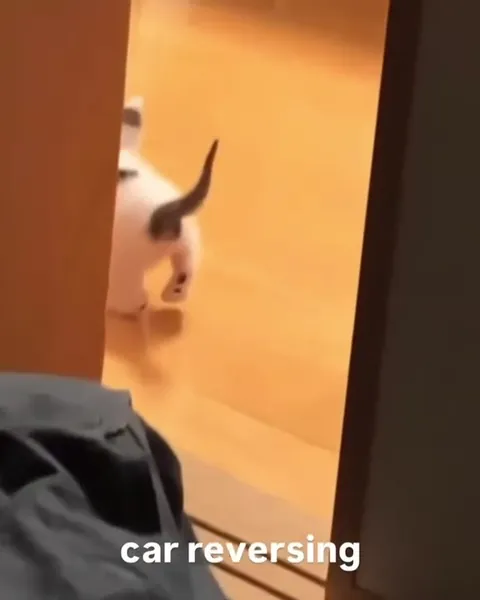 Cat Reversing Like a Car