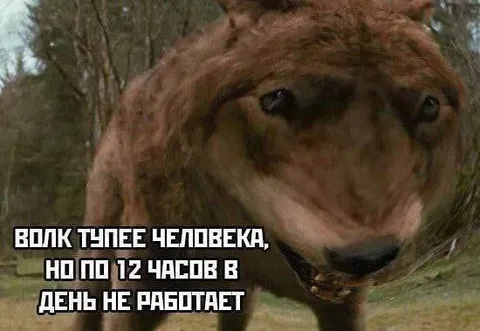 Волк, который не работает