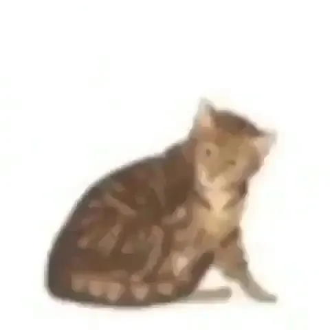 Кот превращается в батон