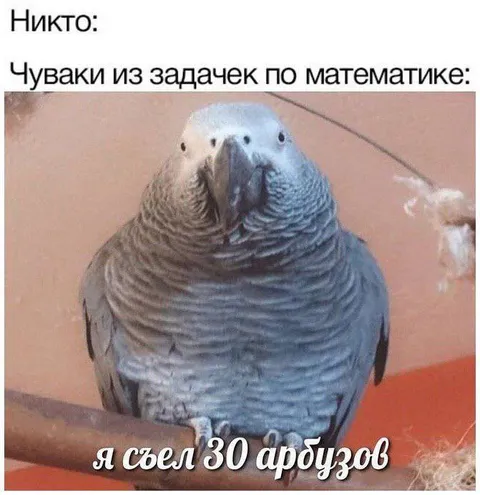 Попугай съел 30 арбузов