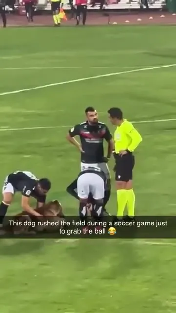 Dog Steals the Soccer Ball