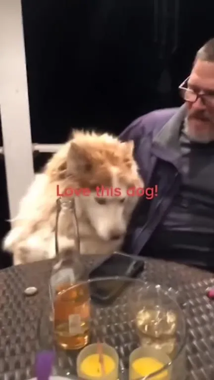 Cats Making Unexpected Entrances