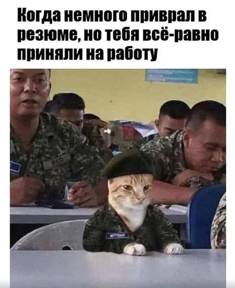 Кота приняли на работу
