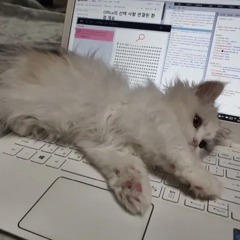 노트북을 점령한 고양이