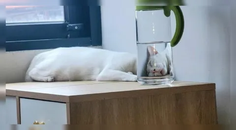 Кот в стакане