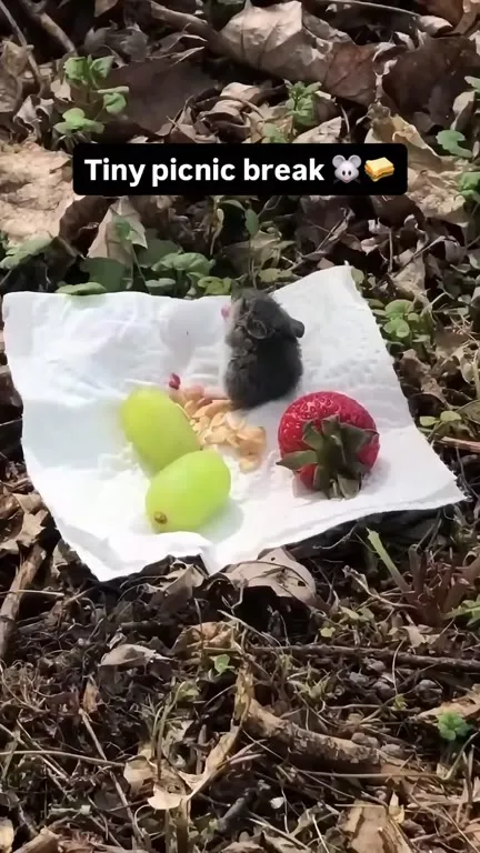 Tiny Mouse Picnic Break