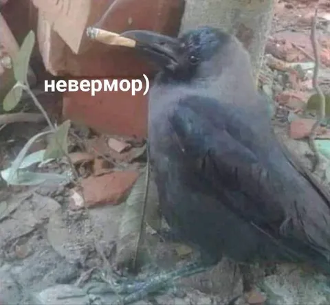 Ворона говорит невермор