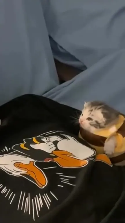 Котёнок кусает кулак