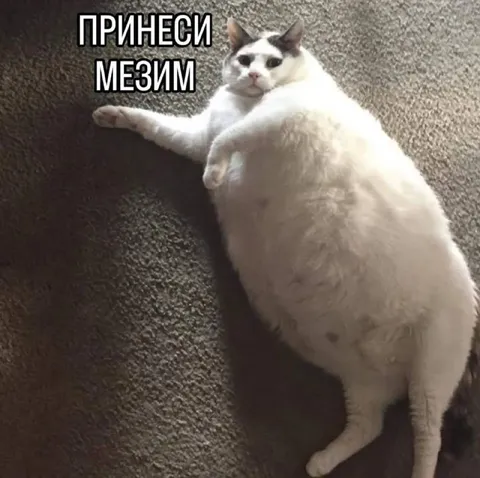 Принеси Мезим кот
