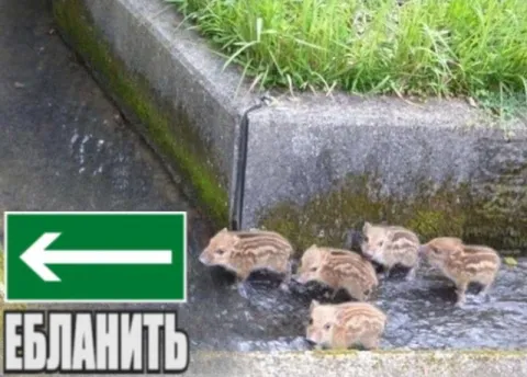 Поросята идут по стрелке