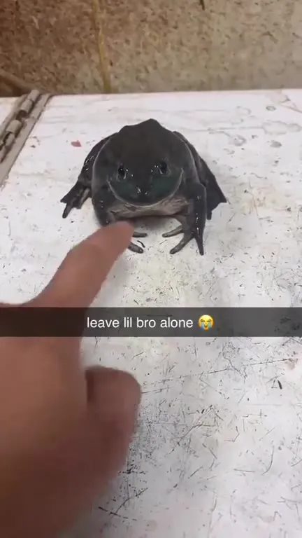 Leave Lil Bro Alone